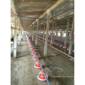 Full Automatic poultry gear motor chicken feeding and drinking system